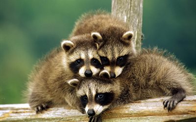 raccoons, animals, the cubs, log