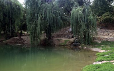 willow, trees, the pond, ukraine, melitopol