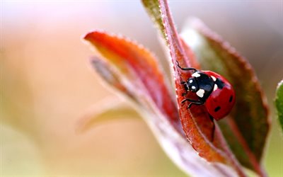 insect, plant, ladybug