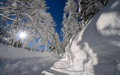 solen, drivor, frost, snö, träd