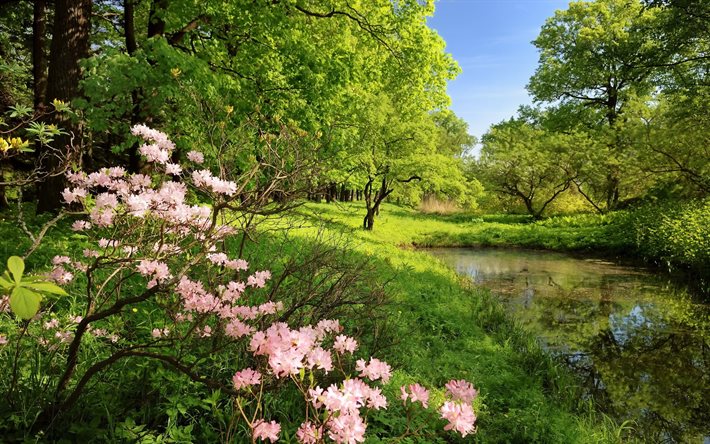 trees, flowers, forest, the pond