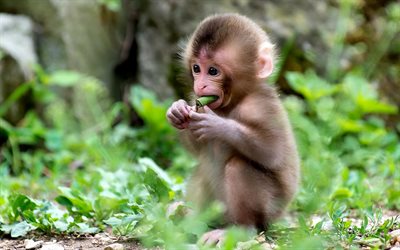 cub, monkey, baby, grass, eats