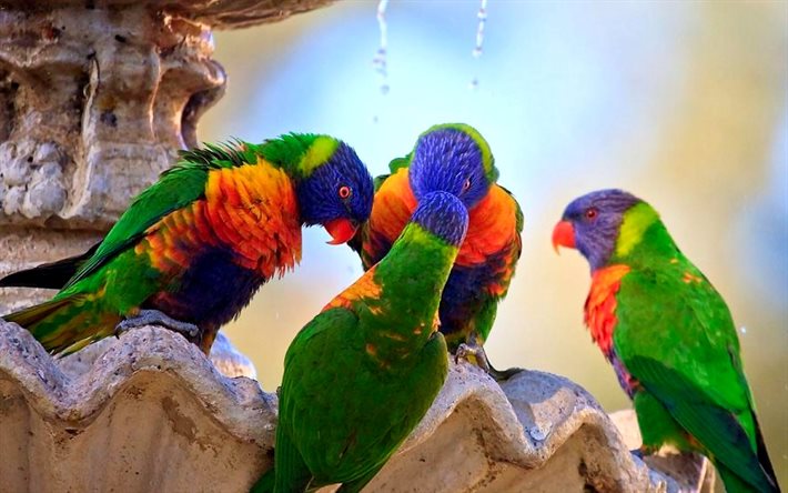 pappagalli, uccelli, fontana, acqua, sete
