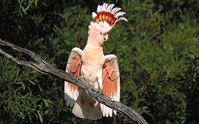 parrot, bird, kakadu, branch
