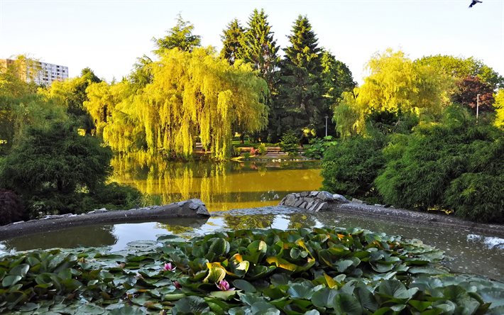 park, lilies, the pond, canada, vancouver, trees