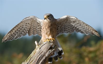 wings, bird, falcon, kestrel, log