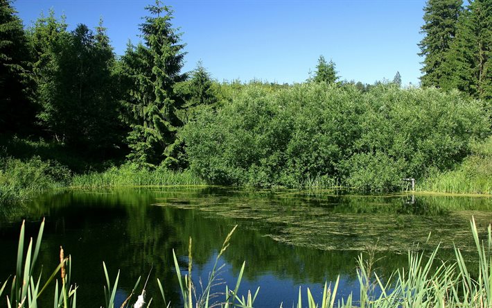 bayern, the pond, the bushes, germany, spruce