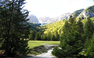 forest, mountains, braies, italy, spruce, track