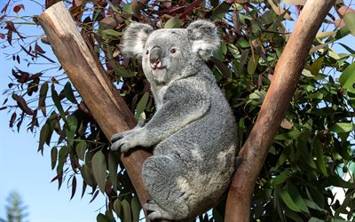 koala, the tree