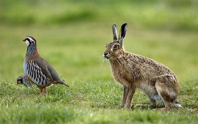 bird, partridge, hare, grass