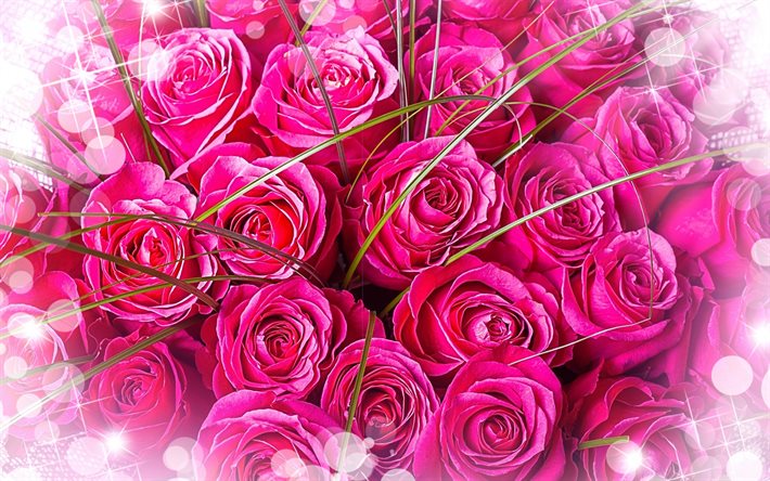 rosas cor de rosa, close-up, buquê, rosas