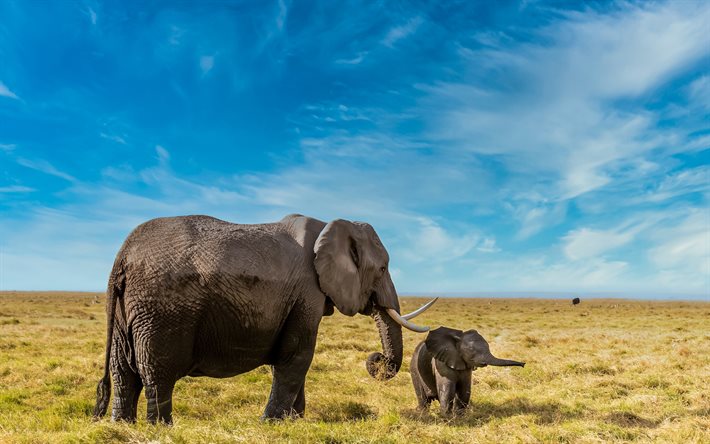 4k, norsuja, villieläimiä, äiti ja pentu, savanni, elefanttiperhe, afrikka, loxodonta, vauva norsu, kuvia elefantin kanssa