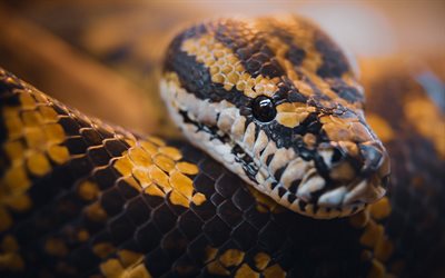 serpent, kraits en bandes, symbole de 2025, année du serpent, serpent noir jaune, bungarus fasciate, reptiles, fond avec serpent