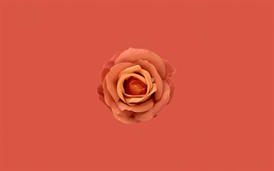 orange rose, 4k, minimal, lonely flower, orange background, loneliness concepts, orange flowers, rose minimalism, roses, loneliness