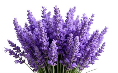 lavanda sobre un fondo blanco, ramo de lavanda, flores de primavera de color púrpura, lavanda, primavera, ramitas de lavanda