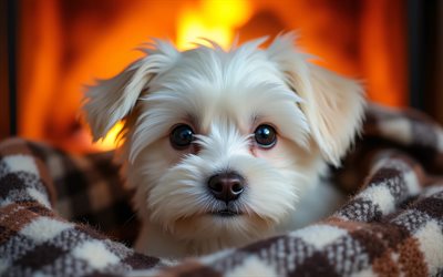 4k, chiot maltais, gros plan, cheminée, animaux mignons, couverture à carreaux, bokeh, chiots, chiens, museau, maltais, animaux de compagnie, chien dans une couverture, chien maltais