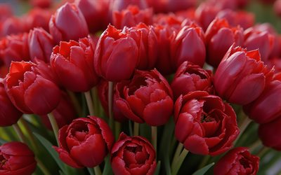 Burgundy tulips, 4K, spring flowers, spring bouquet, tulips, bouquet of burgundy tulips, beautiful flowers
