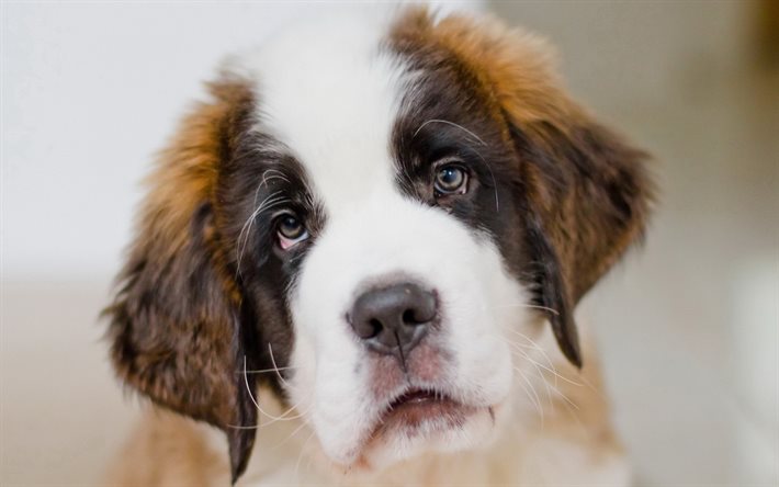 köpek, Saint Bernard, namlu, hüzünlü gözleri