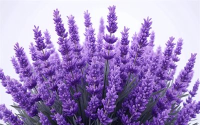 lavanda, 4k, fondo morado, flores de primavera de color púrpura, lavanda morada, hermoso ramo de lavanda, ramitas de lavanda
