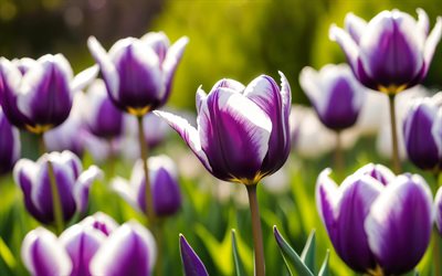 الزنبق الأبيض البنفسجي, 4k, عن قرب, براعم, زهور الربيع, باقة من زهور التوليب, زهور جميلة, ربيع, الخلفية مع زهور التوليب, زهور البنفسج, براعم بيضاء بنفسجية, زهور التوليب