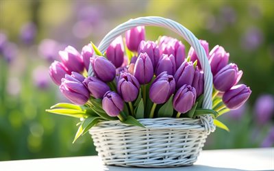 tulipes violettes, 4k, panier blanc avec tulipes violettes, fleurs de printemps, panier en osier blanc, bouquet de tulipes violettes, printemps, tulipes, panier de fleurs