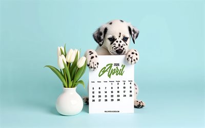 kalender april 2026, 4k, kleiner dalmatiner, ostereier, hund mit kalender, dalmatiner, april kalender, konzepte für 2026, april kalender 2026, blauer hintergrund, weiße tulpen