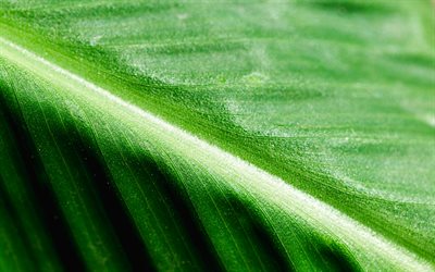 4k, grünes blatt, makro, ökologie, pflanzen, verlässt texturen, natürliche konzepte, hintergrund mit blatt, blätter, ökologie konzentrationen, blatttexturen