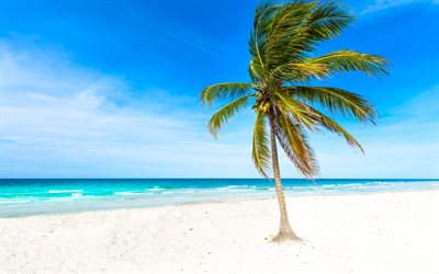 4k, palme am strand, tropische inseln, ozean, starker wind, palme mit kokosnüssen, paradies, sommerreisen, luxusstrand, palmen