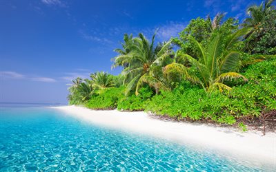 seychelles, isole tropicali, oceano, palme, spiaggia, viaggio estivo, palme sulla spiaggia, paradiso