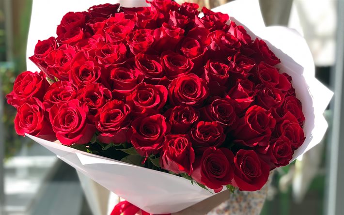 rote rosen in weißem papier, nahaufnahme, strauß roter rosen, hintergrund mit rosen, rote blumen, schöner blumenstrauß, rote rosen, rosenstrauß, schöne blumen, rosen