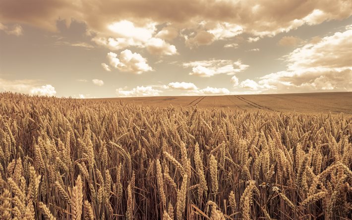 campo de trigo, tarde, puesta de sol, horizonte, espigas de trigo, cosecha de trigo, conceptos de trigo, campo, hermoso paisaje