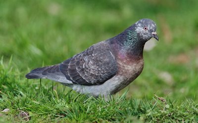 4k, dove, bird of peace, Rock dove, green grass, rock dove, common pigeon, pigeon on grass