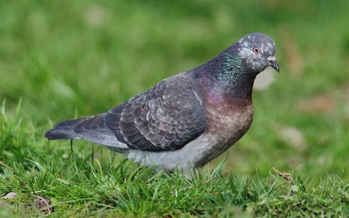 4k, la colombe, l oiseau de la paix, le pigeon biset, l herbe verte, le pigeon commun, le pigeon sur l herbe
