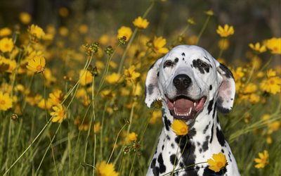 Dalmatian, Spotted Coach Dog, Leopard Carriage Dog, black spotted dog, dog in the grass, cute animals, dogs
