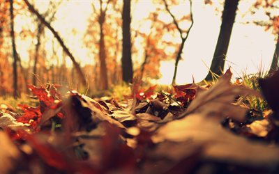 autunno, 4k, foglie d arancia, bokeh, foresta, foglie autunnali, natura, immagine con foglie, foglia d arancia, foglie caduta