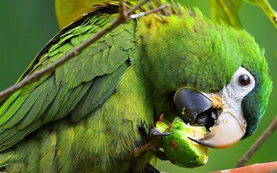 Amazon parrot, green big parrot, Amazona, parrots, green macaw, beautiful birds