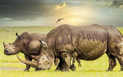 rhinos, faune, soirée, coucher de soleil, savane, animaux sauvages, troupeau de rhinocéros, afrique, rhinocéros