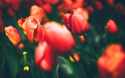 tulipa vermelha, 4k, campo de tulipa, brotos, flores da primavera, macro, bokeh, flores vermelhas, tulipas, fundo borrado, lindas flores, fundo com tulipas, brotos vermelhos