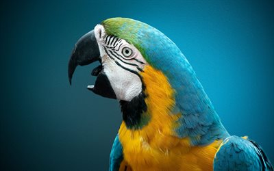 macaw الأزرق والأصفر, الببغاء الأزرق والأصفر, ماكاو, الببغاوات, الطيور الزرقاء الصفراء, آرا أرارونا, ماكاو الأزرق والذهبي
