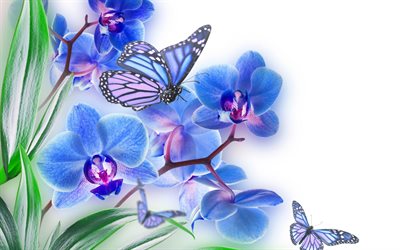 orquídeas, orquídeas azuis