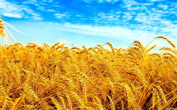 a bandeira da ucrânia, ucrânia, campo de trigo
