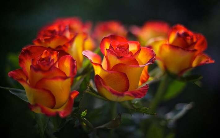 黄-赤いバラを, 花束