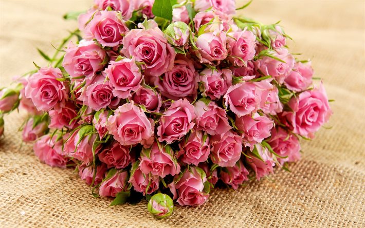 분홍색 roses, 미, 폴란드 장미