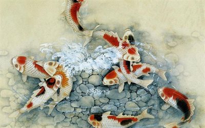 colored carp, brocade carp, koi, nishikigoi