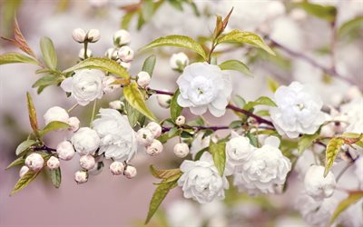rosas brancas, flores da primavera, arbusto, primavera, kusch