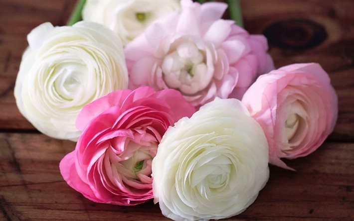 rose, exuberante de brotes florales, rosas, rosas blancas, la polonia rosas