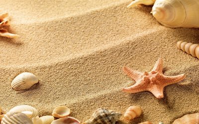 海砂, ヒトデ, 貝殻, ウミガメ, ビーチに