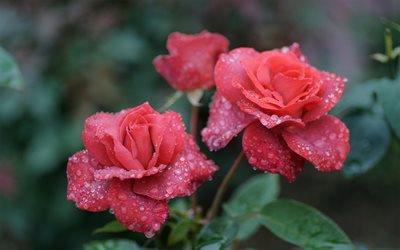 rosa, gotas de orvalho, lindas flores, a roseira, as rosas da polônia, rosas kusch