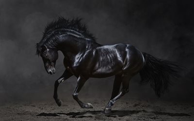black horse, horse