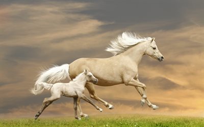little horse, horses, family horses, beautiful horses